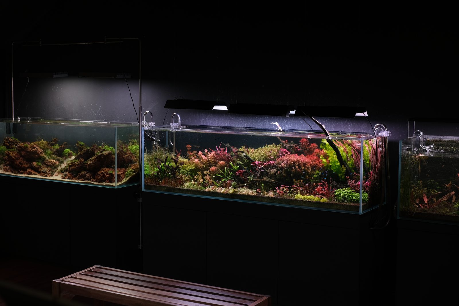 Inside the SILV gallery: lit aquariums, dark walls and a wood floor