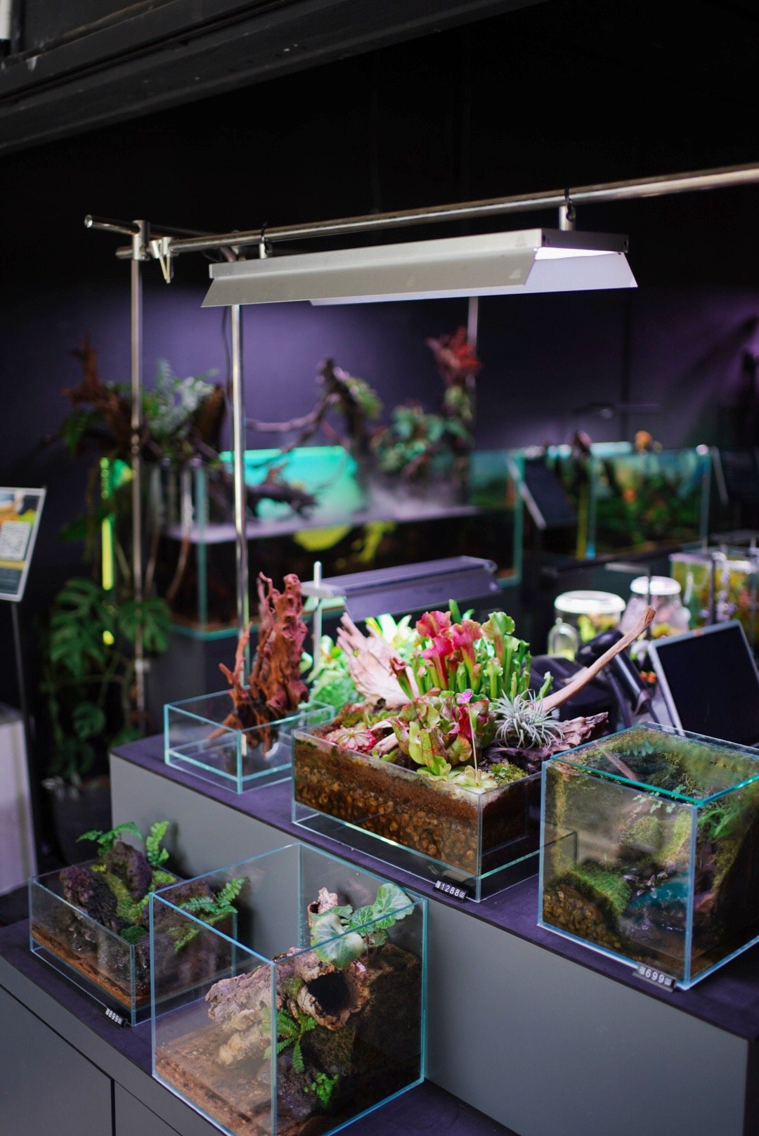 A display of terrariums and carnivorous plants under a gallery light