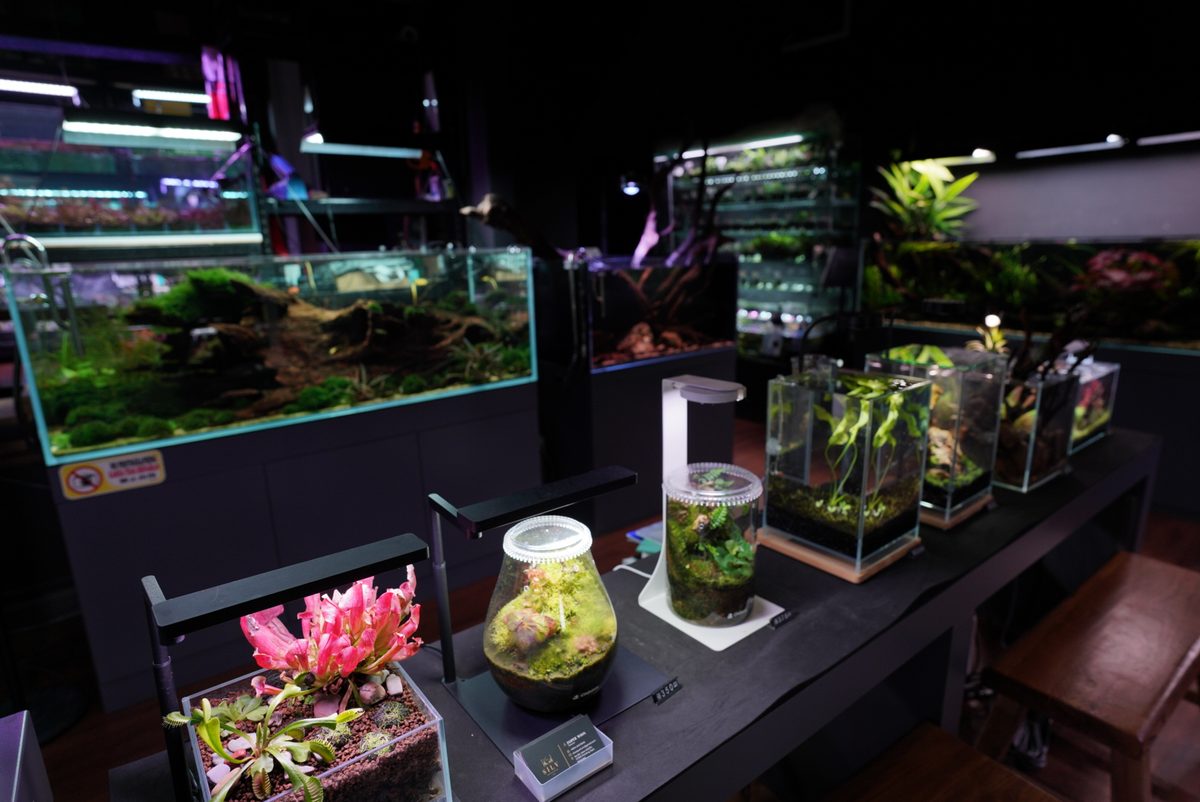Terrariums and plants displayed on a table in the gallery