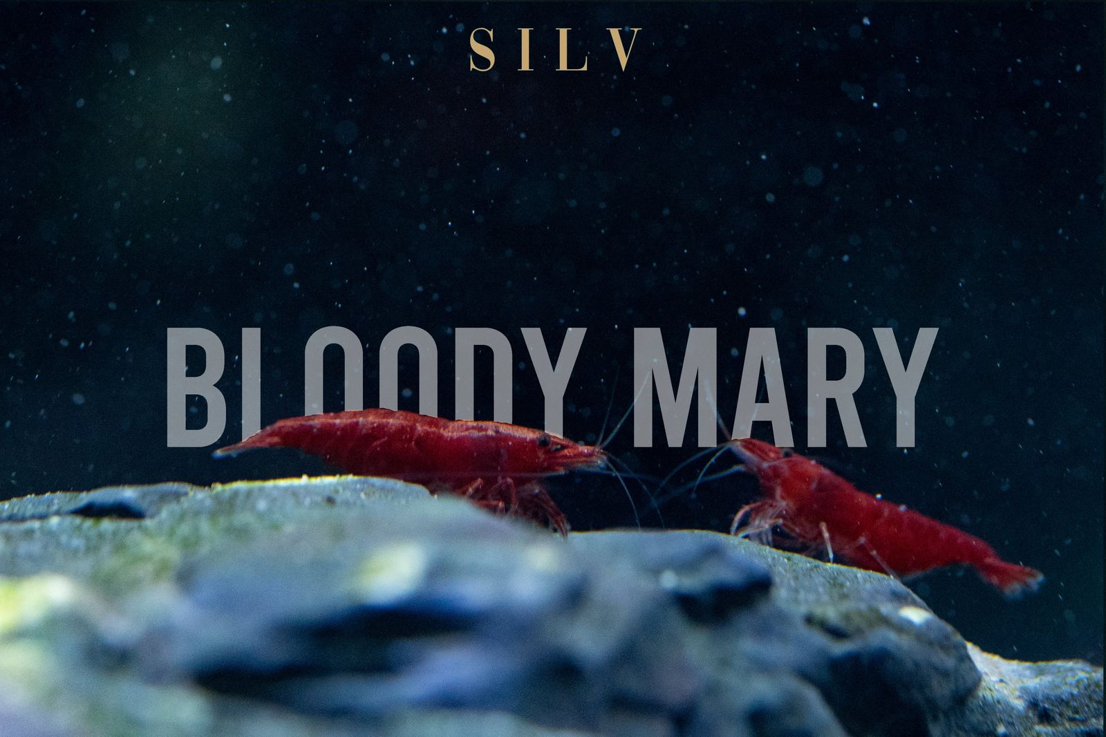 Bloody Mary shrimp on stone