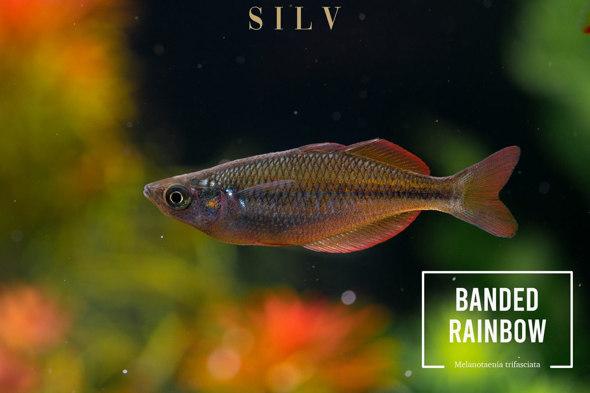 Banded rainbowfish, Melanotaenia trifasciata