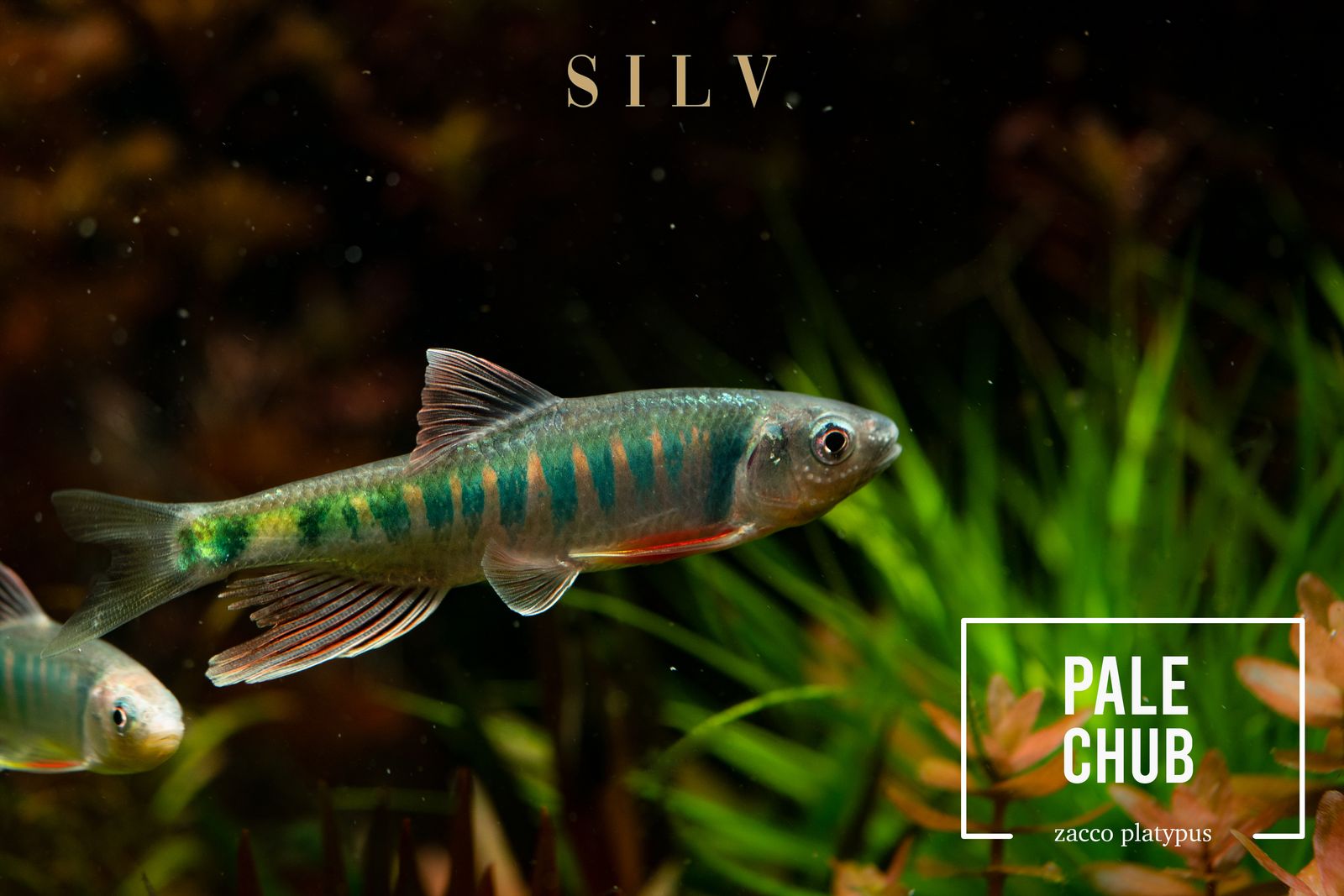 Pale chub (Zacco platypus) in a planted tank