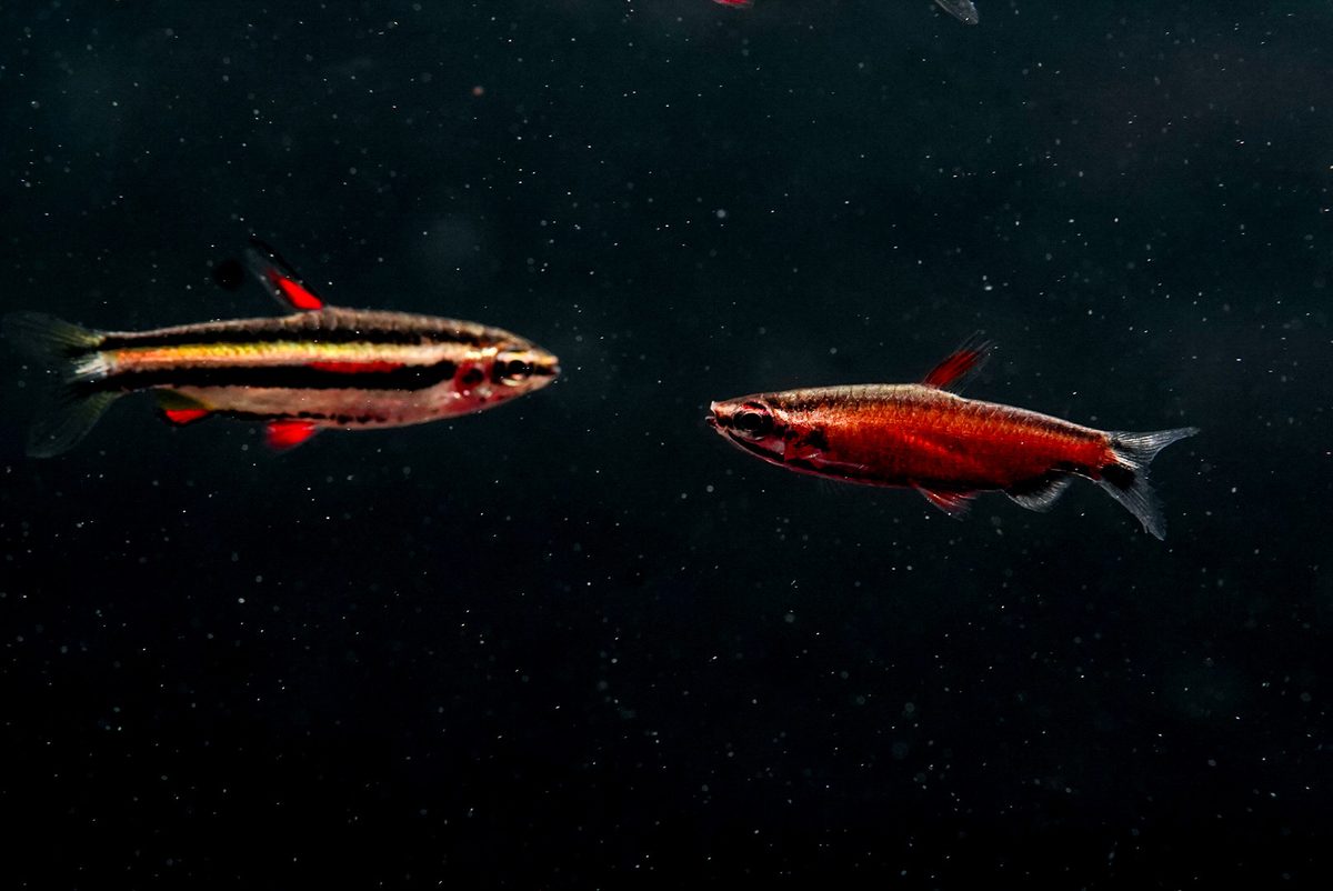 Two red pencilfish