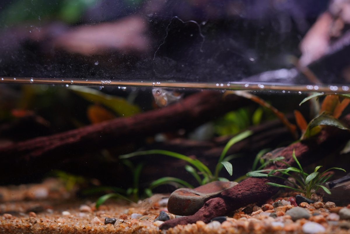 Low view across a planted aquarium with driftwood and stem plants